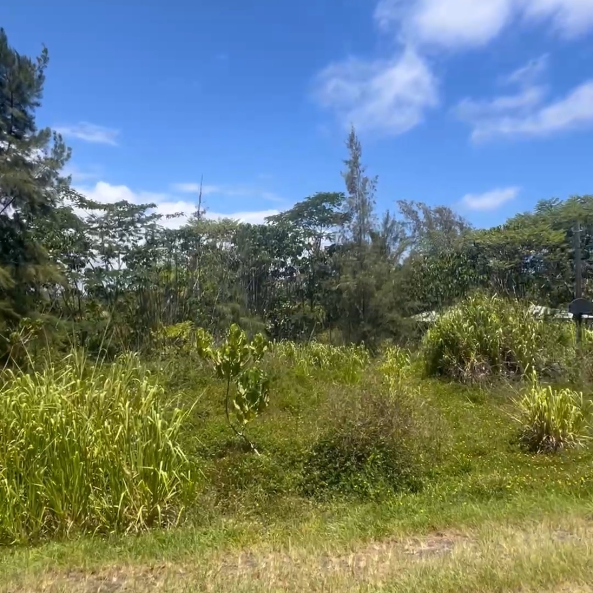 Before: heavy cane grass