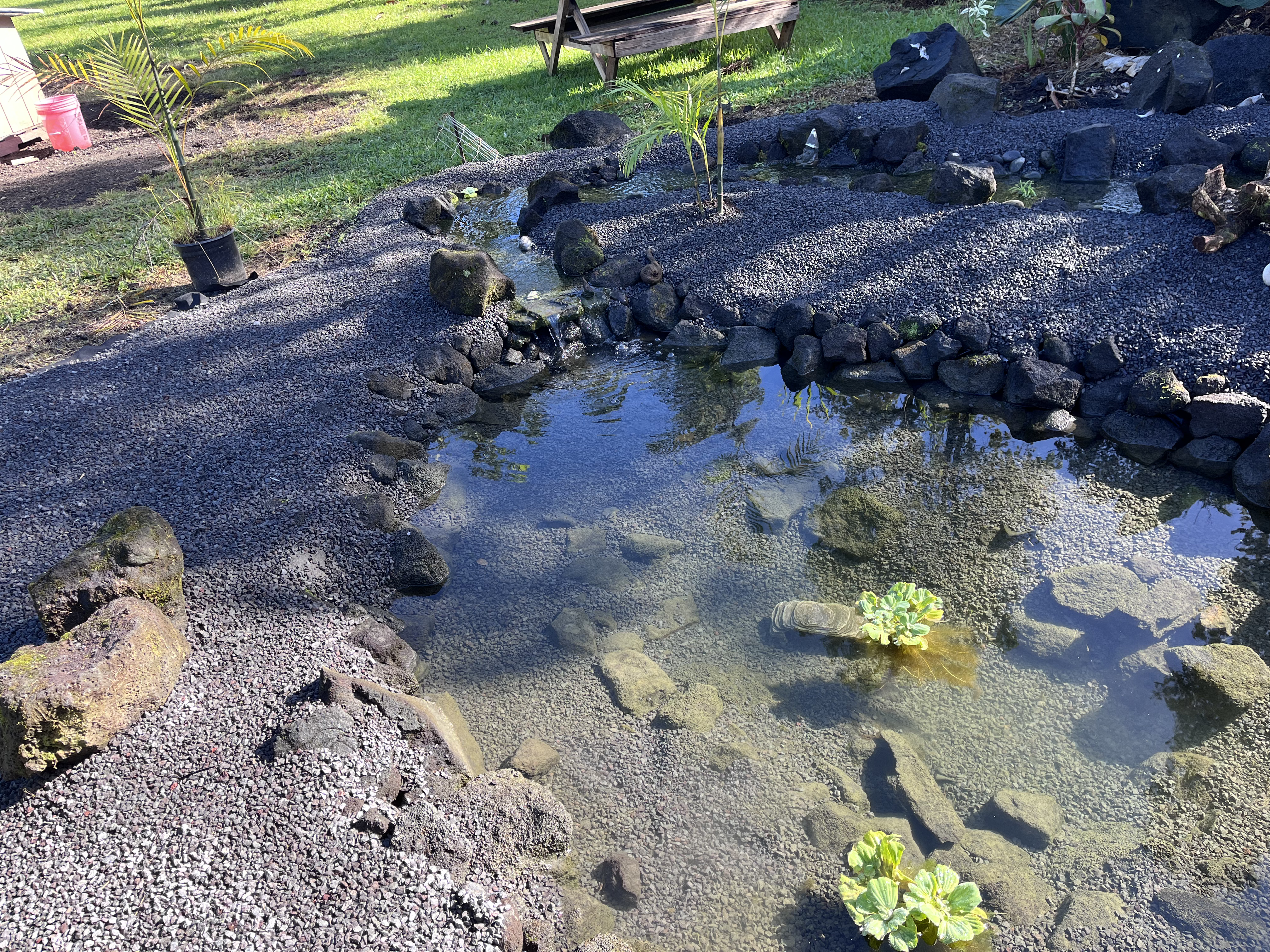 Pond after remodel