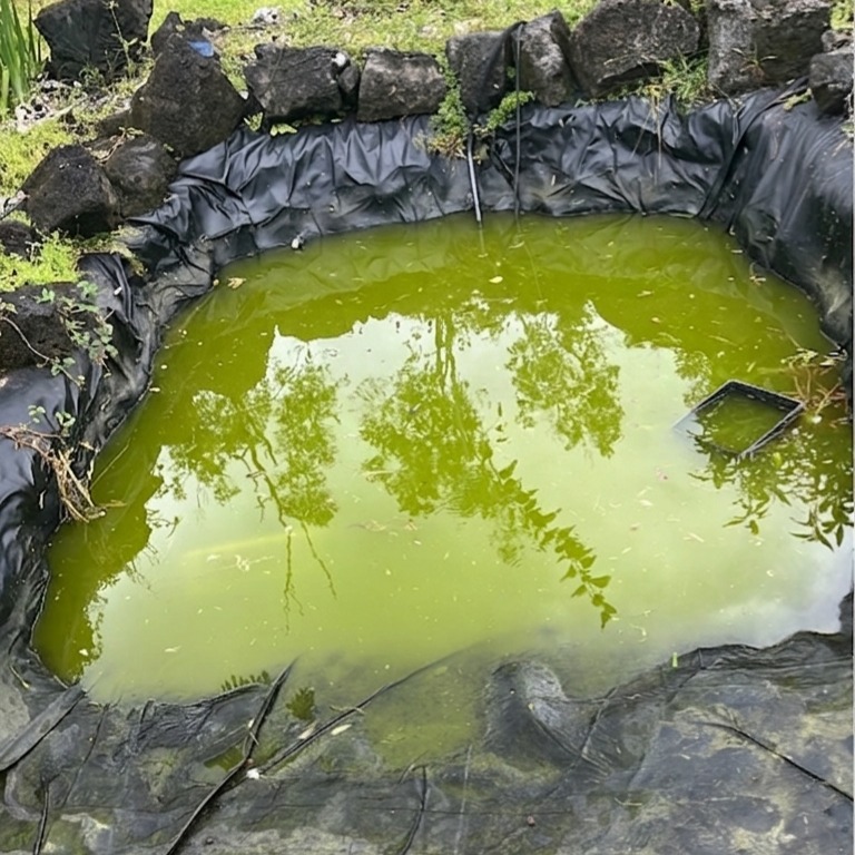 Pond before remodel