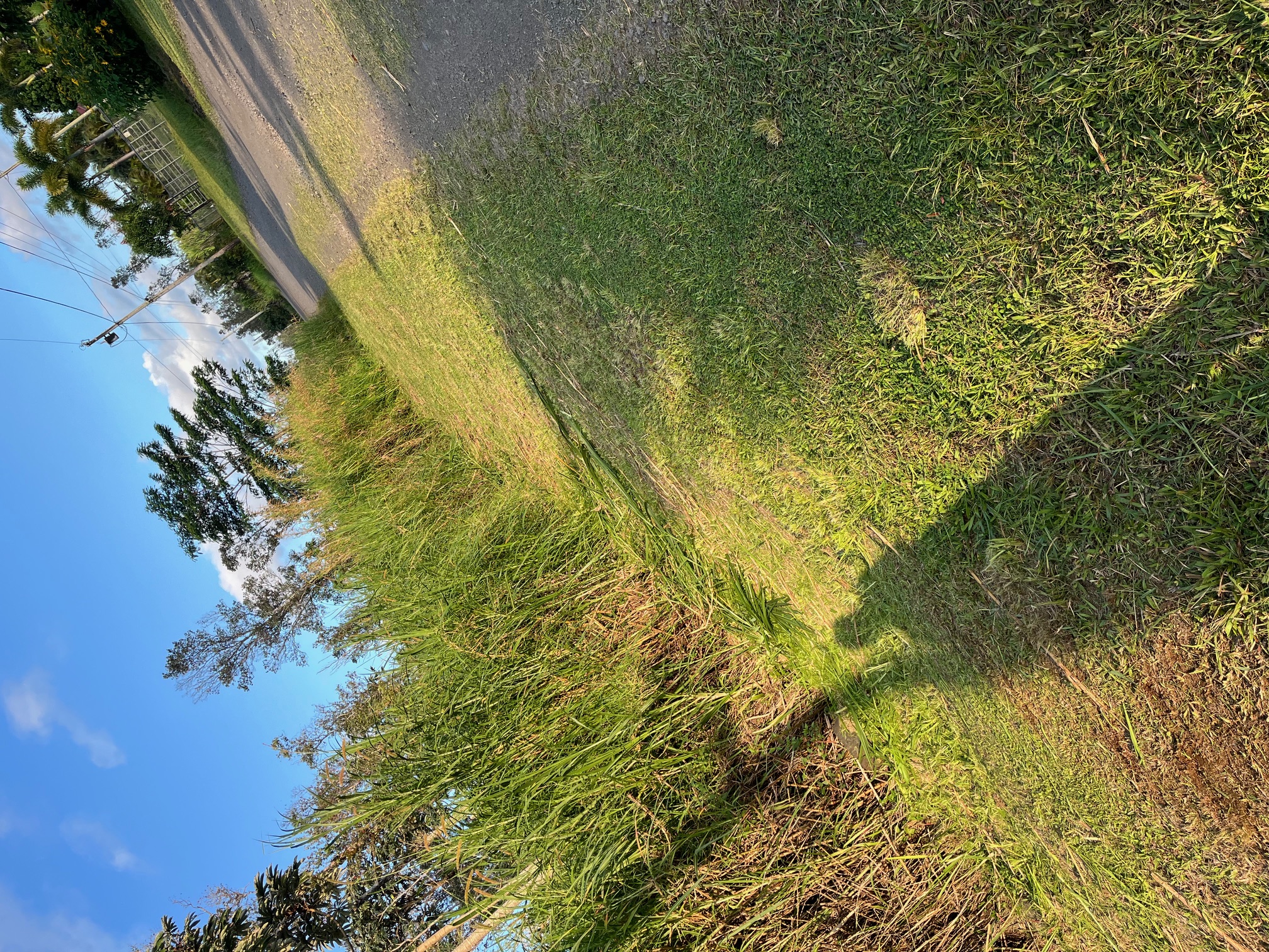 After: cleared lot