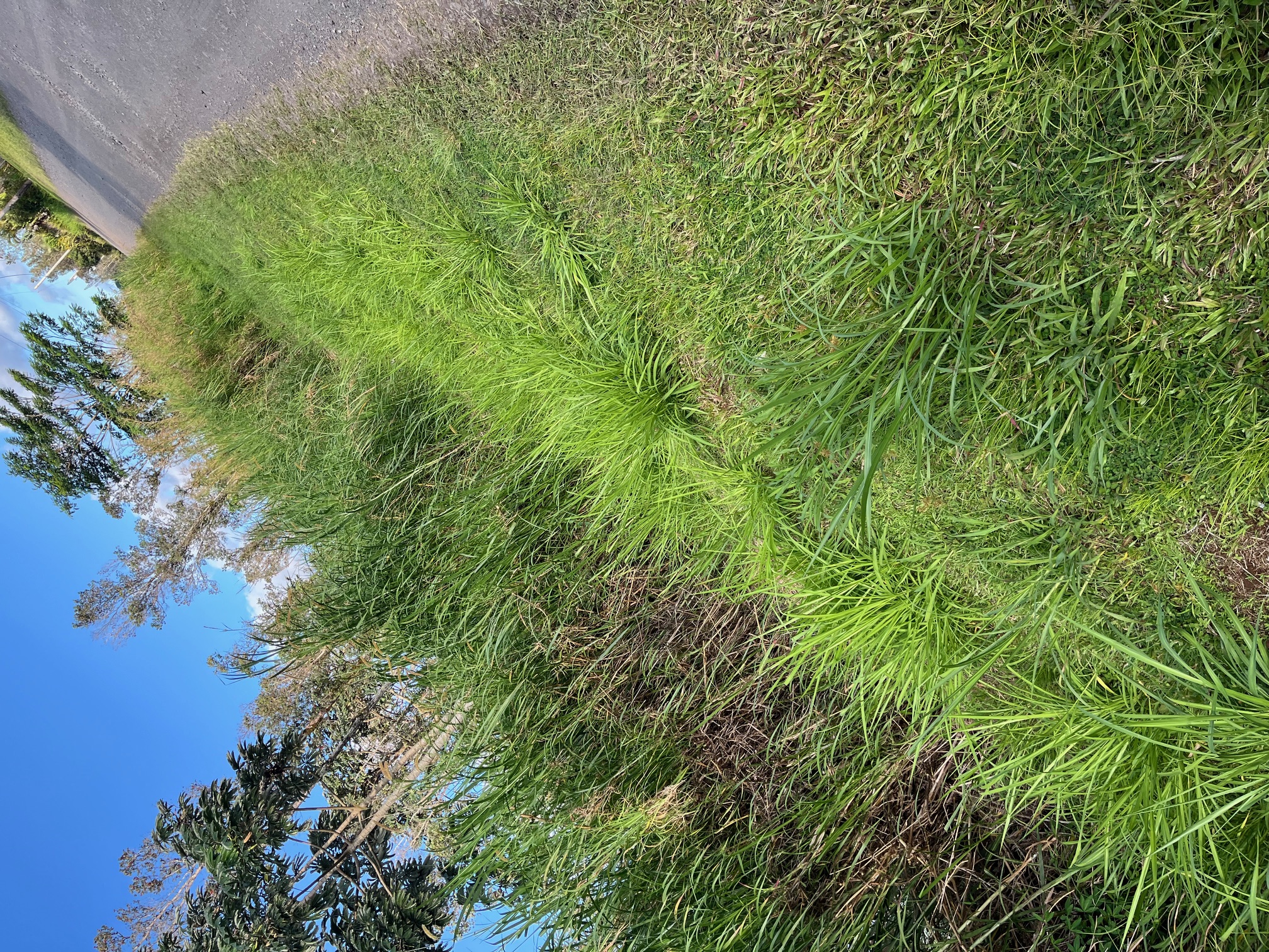Before: cane grass overgrowth